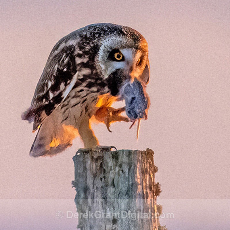 Short-eared Owl (Asio flammeus) with Rodent - Tantramar