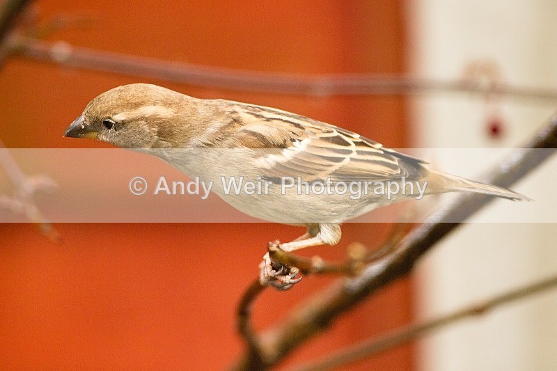 20120205-_MG_8508 - House Sparrow
