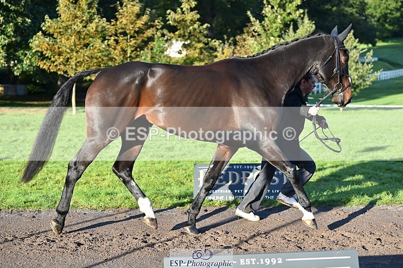 231022-092546-21780 - 632-ANGELL'S.CHOICE-Saffron.Cresswell-TrotUp+SJ