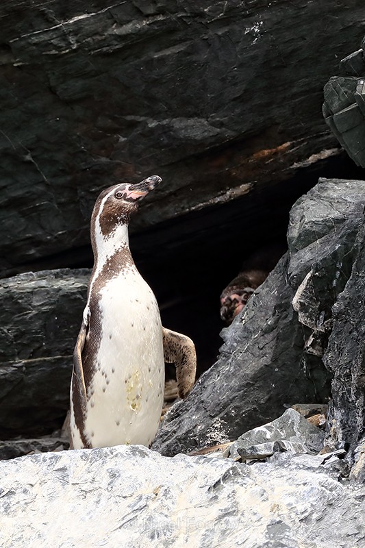 Humboldt Penguin outside nest hole, Chanaral Island, Chile - Humboldt Penguin