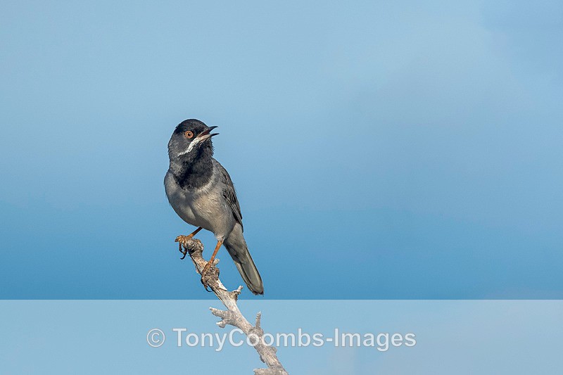 Ruppells Warbler - Lesvos ~ Other Birds