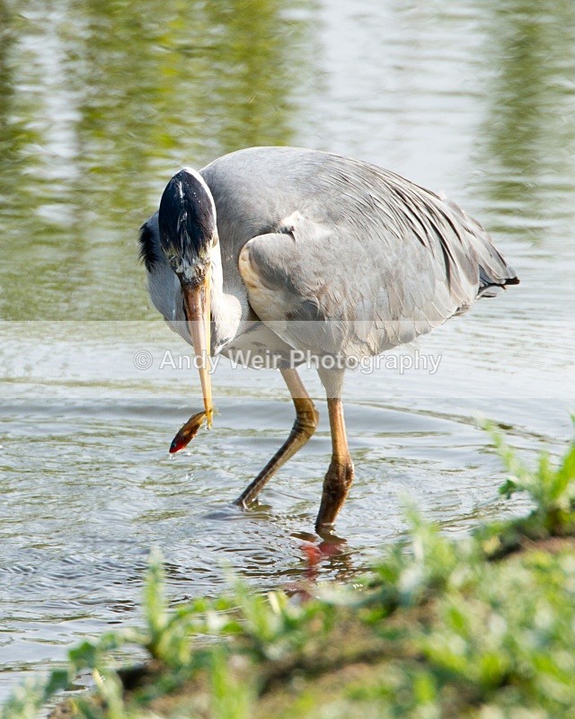 20110422-IMG_4553 - Grey Heron