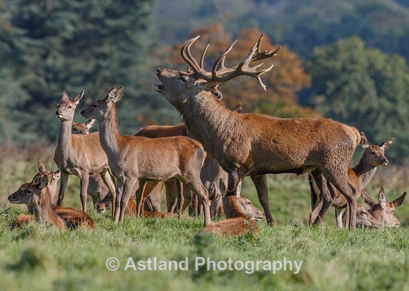 Astland Photography, Bird and Wildlife Images, Susan and Peter Wilson, U.K.
