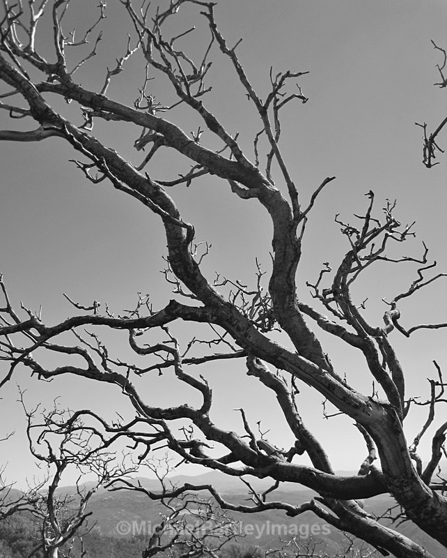 Mountain Tree - Black and White