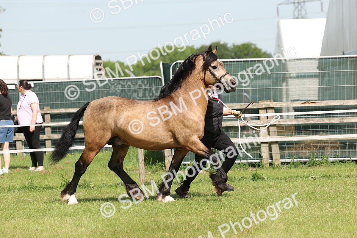 SBM_02278 - Class 6-13 - Mountatin and Moorland In Hand Welsh Breeds