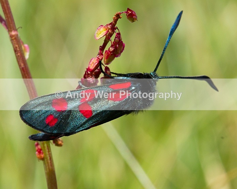 20110614-IMG_5792 - Butterflies & Moths
