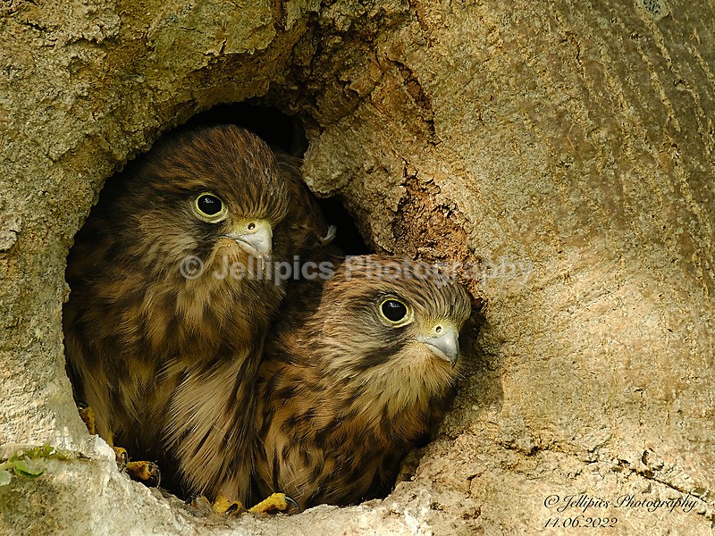  - Wildlife and Nature