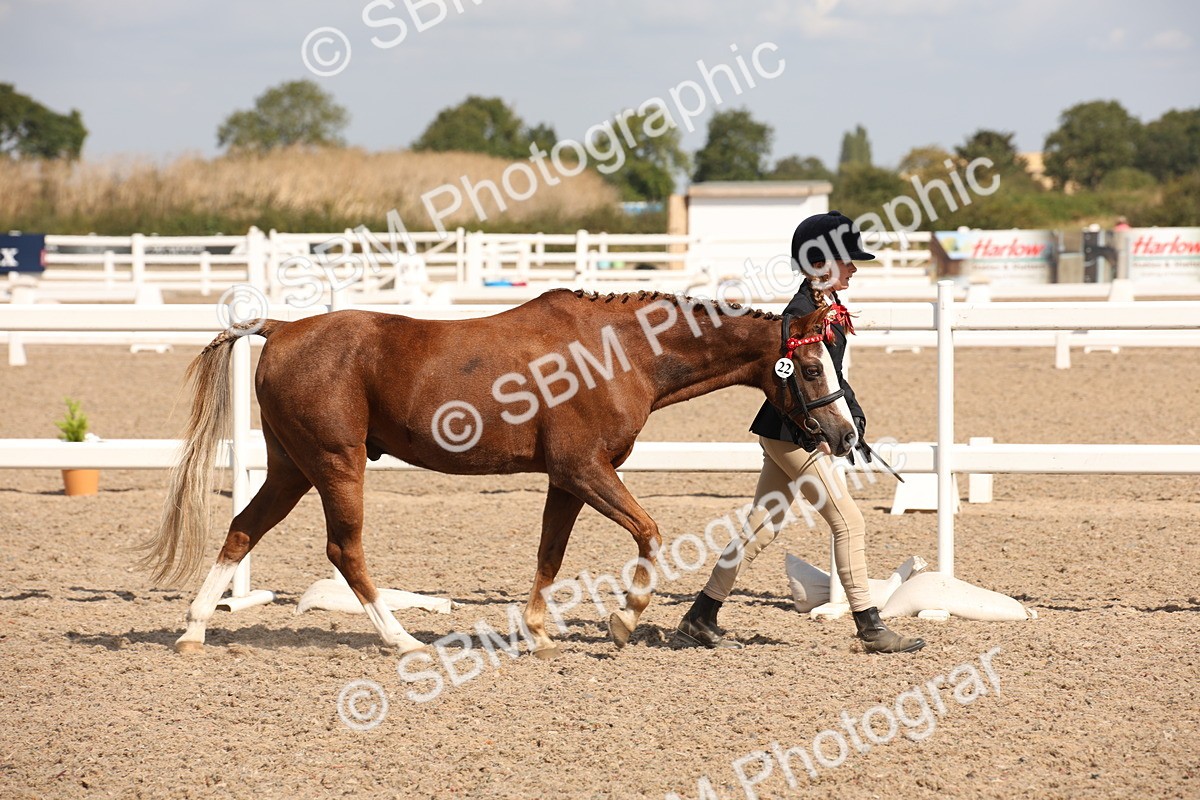 SBM_03375 - Class 18 Handsomest Gelding (IH or Ridden)