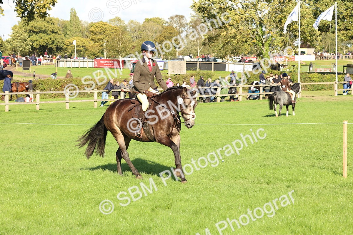 SBM_50109 - S34 - Novice & Newcomers Working Hunter