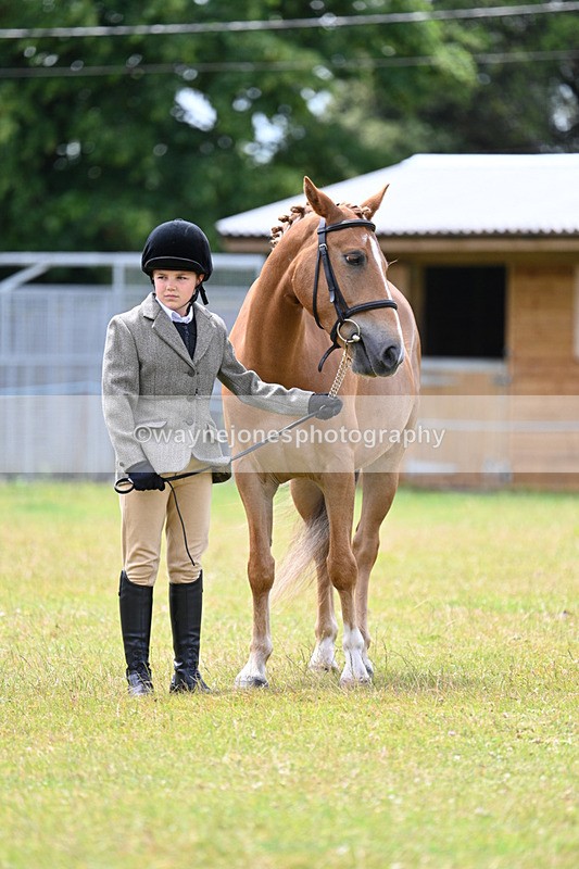 WJ7_6654 - Class 5 Handsome Gelding in hand