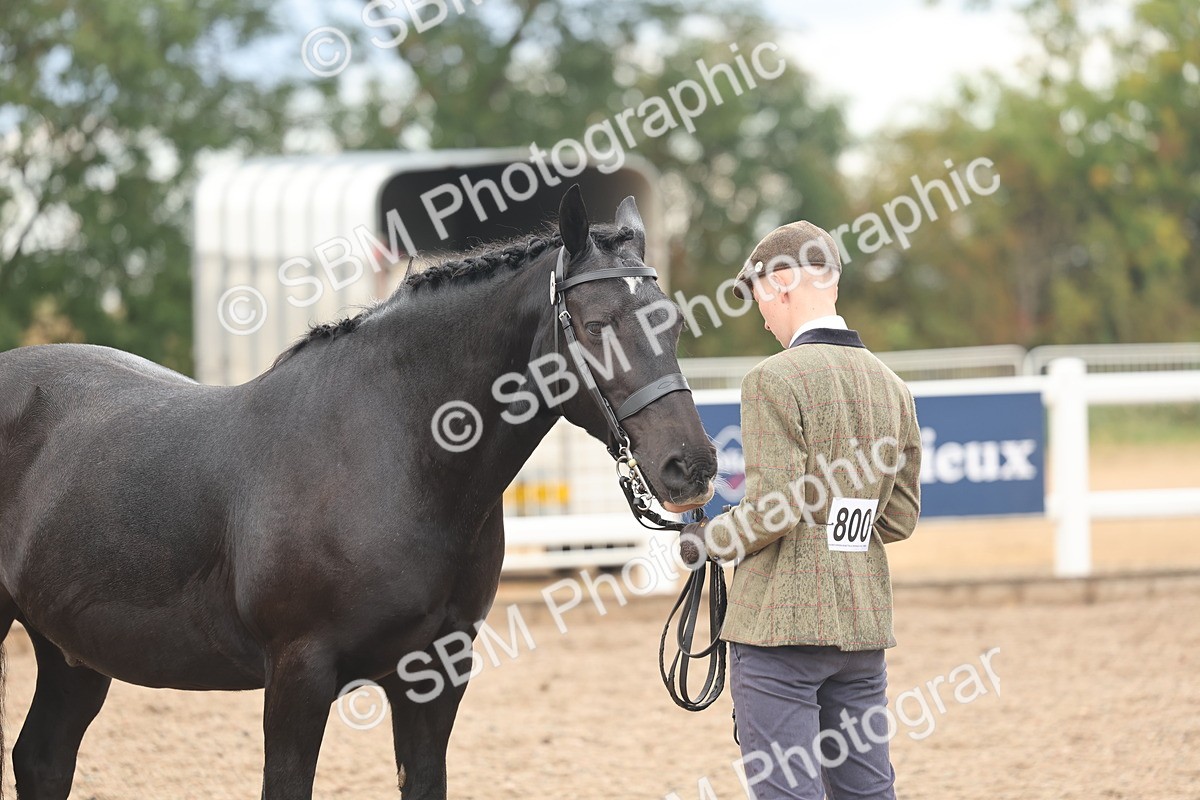 SBM_07797 - Class 27 - IH Competition Horse/Pony