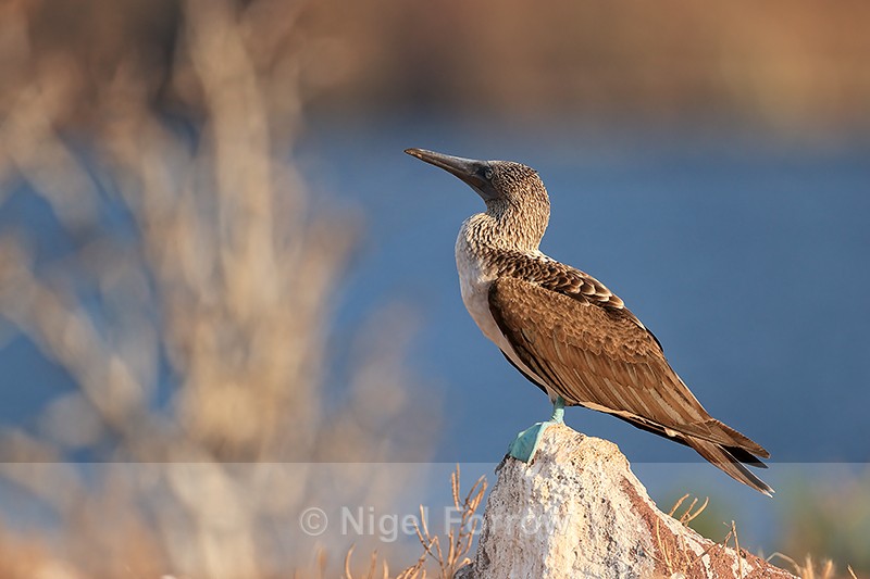 Sleepy Blue-footed Booby on rock, North Seymour, Galapagos - Blue-footed Booby