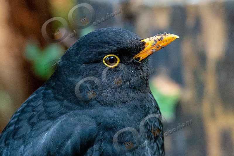 blackbird Turdus merula-5015 - UK birds