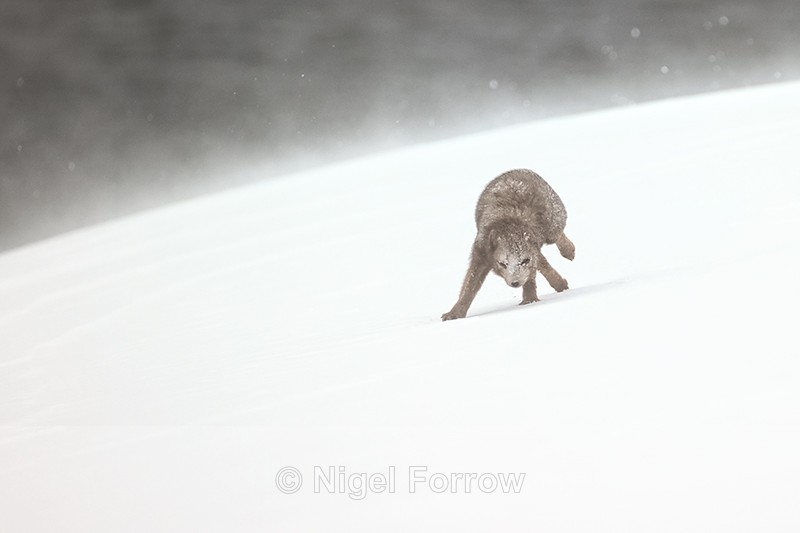 Hornstrandir Arctic Fox running, Iceland - Arctic Fox