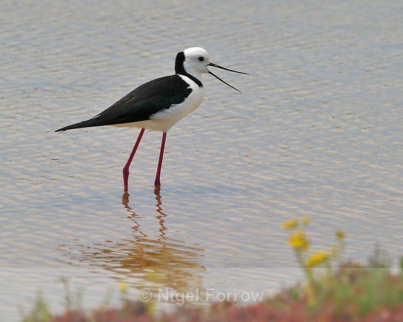 Black-winged Stilt wading in a lake on Rottnest Island - Black-winged Stilt