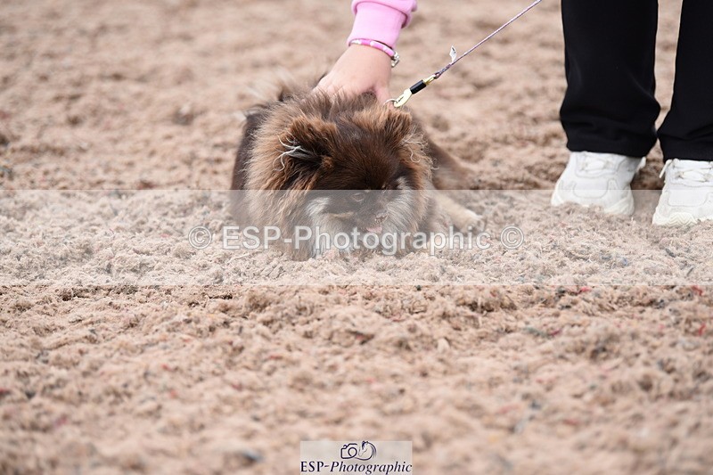 240518A-112412-00779 - Cls 1 Cutest Puppy