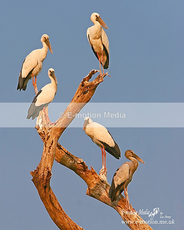 Nature-16 - Nature