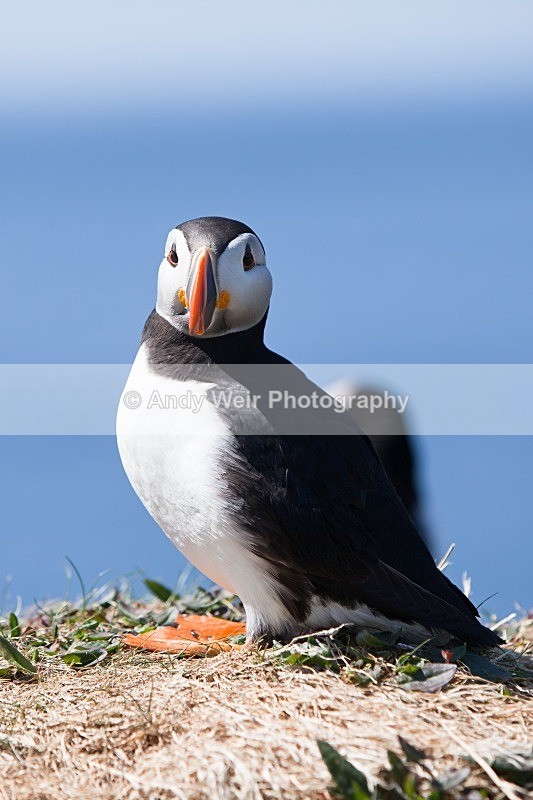 20120531-_MG_9996 - Puffin