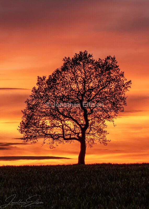 Sunset Tree - Lancashire