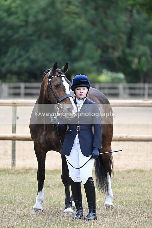 WJ7_9804 - Class 5a Most Handsome Gelding (above 14.2hh)