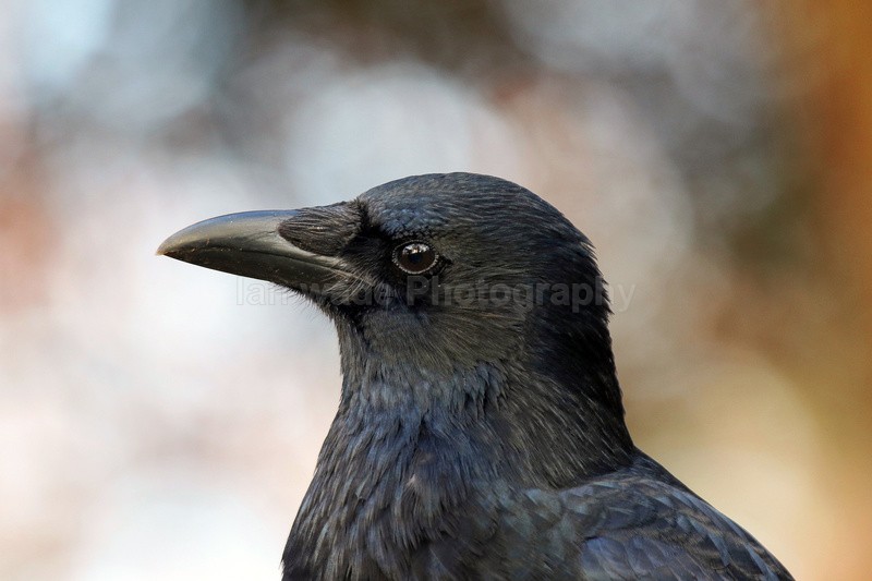 Carrion Crow - Birds, swans and gulls