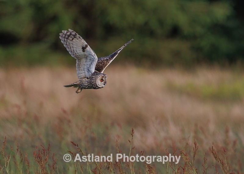 Long-eared owl - Latest Images