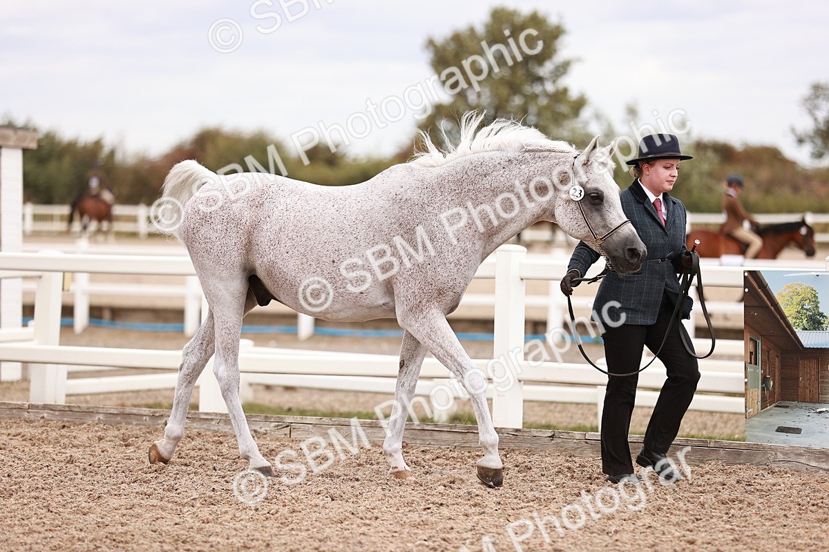 SBM_16185 - Class412 - Handsome Gelding (IH  or Ridden) Adult