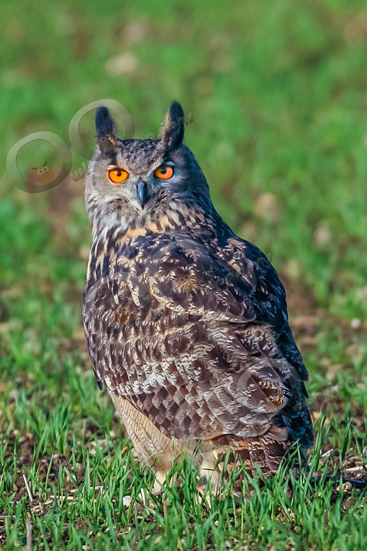 european eagle owl Bubo bubo-0567 - Owls of the World