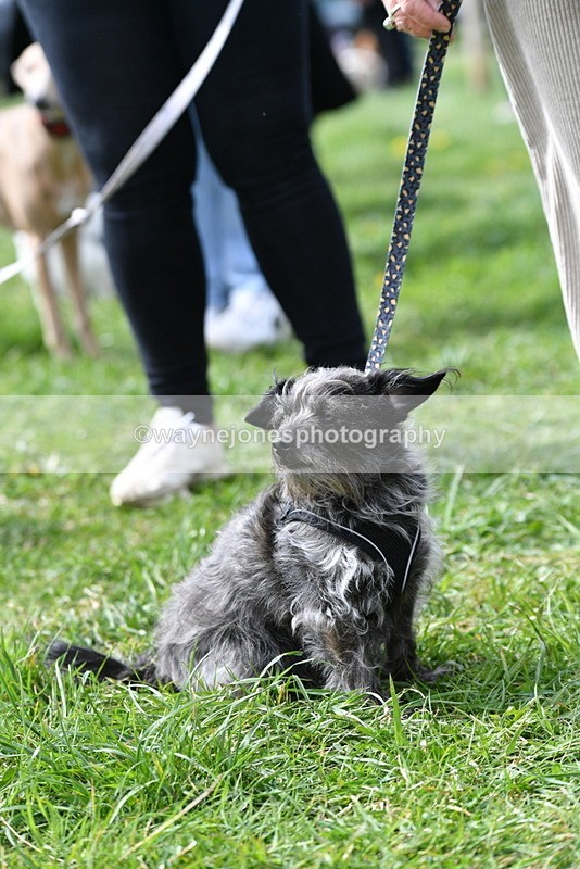 WJ5_9754 - Class 3 Most Handsome Dog