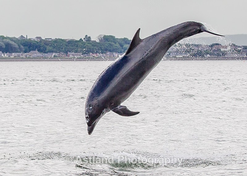 Astland Photography, Bird and Wildlife Images, Susan and Peter Wilson, U.K.