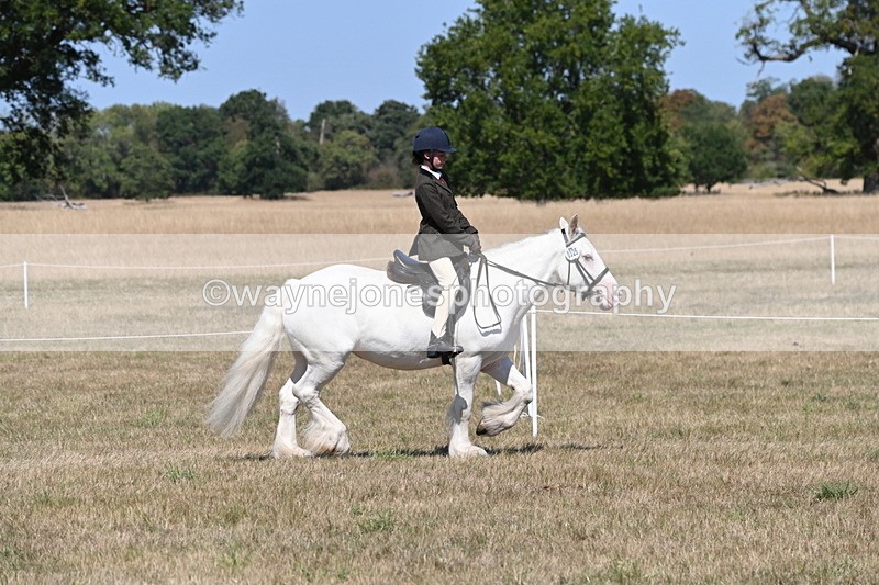 WJ6_8801 - Class 38 Ridden Riding Horse/Pony