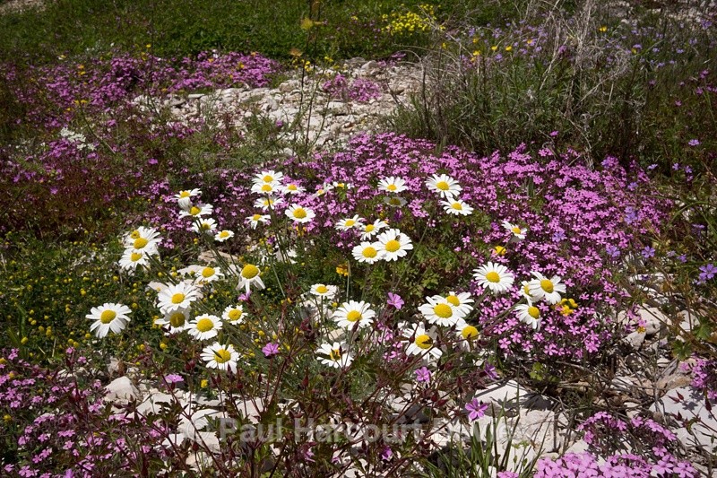  - Plants: wide-angle
