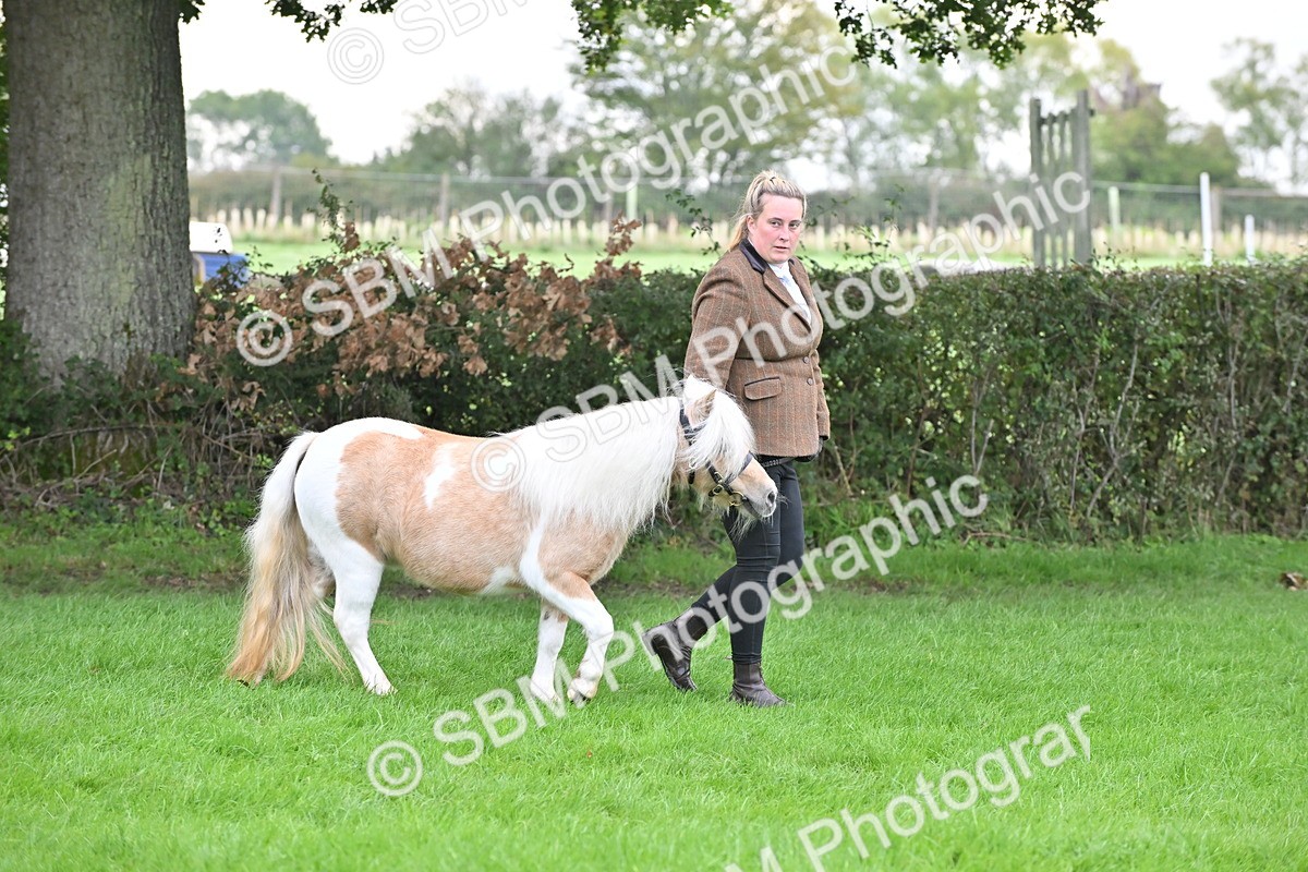 SBM_56966 - S45 - Coloured Pony In Hand