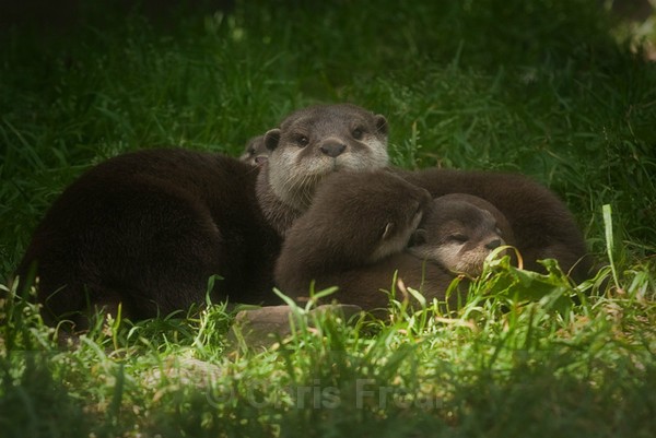Frear-Otters - For T&C