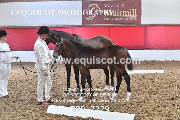 BPP_2229 - AFTERNOON 12.30 - 3.30PM