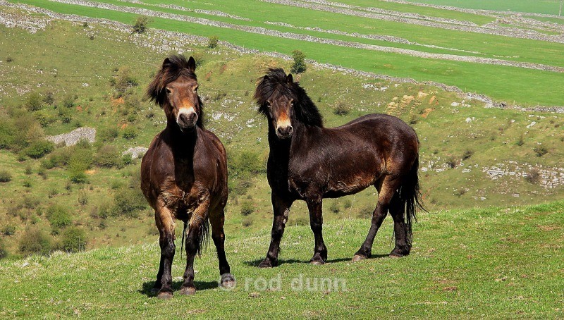 Exmoor ponies, Cressbrook Dale - Peak District