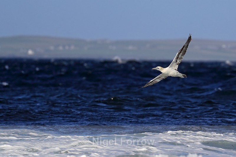 Gannet passes Ness of Duncansby, Scotland - Gannet