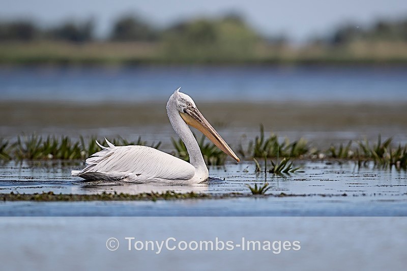 Dalmation Pelican - Danube Delta