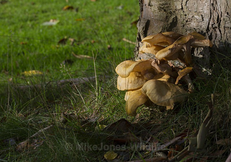 Fungi, Cholmondeley Castle, Cheshire - FUNGI (MUSHROOM) IMAGES