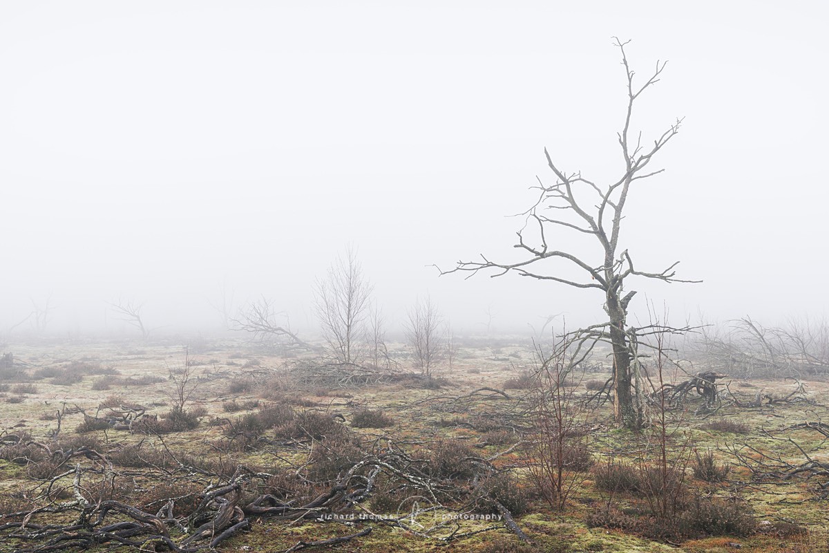  - Charred Mist