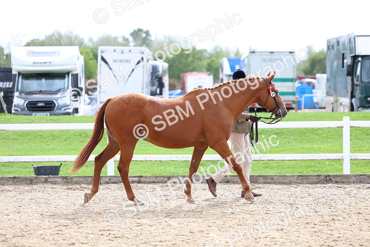 SBM_04439 - Class 26 - IH Foreign Breeds - Part Bred