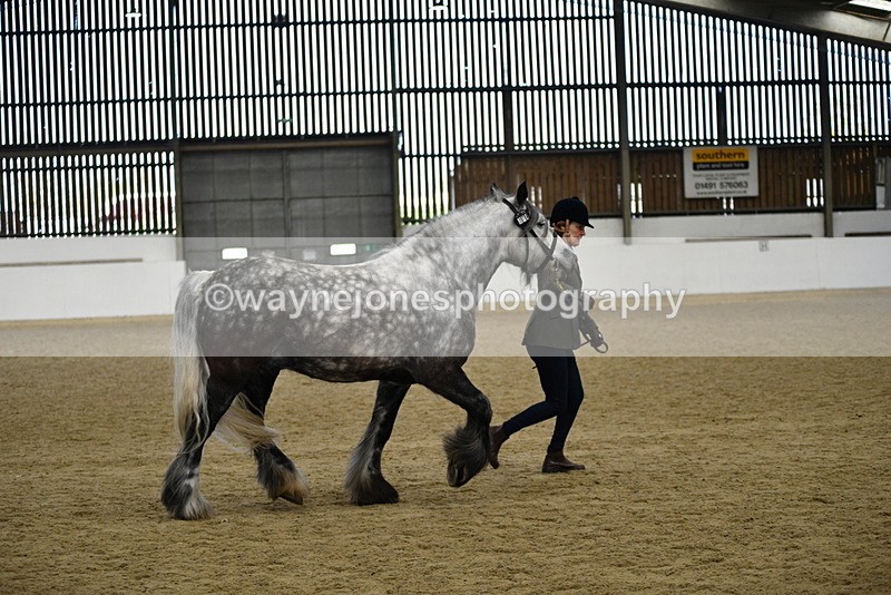 WJ5_5650 - Morning in hand Championship
