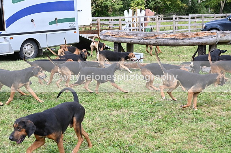 WJ6_3126 - Berks & Bucks - The Old farmhouse - Hound Exercise 20-08-25