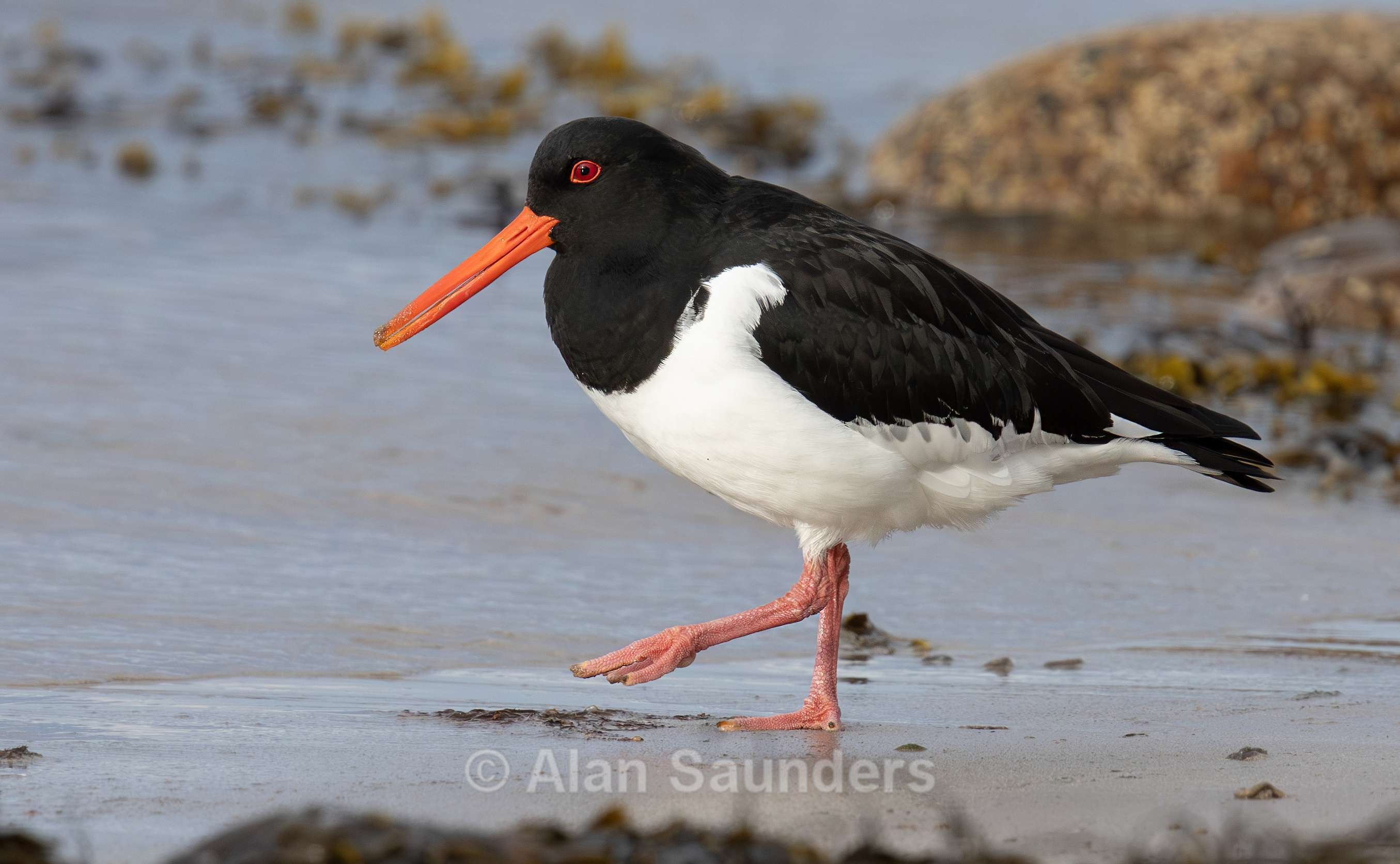 Oystercatcher  2