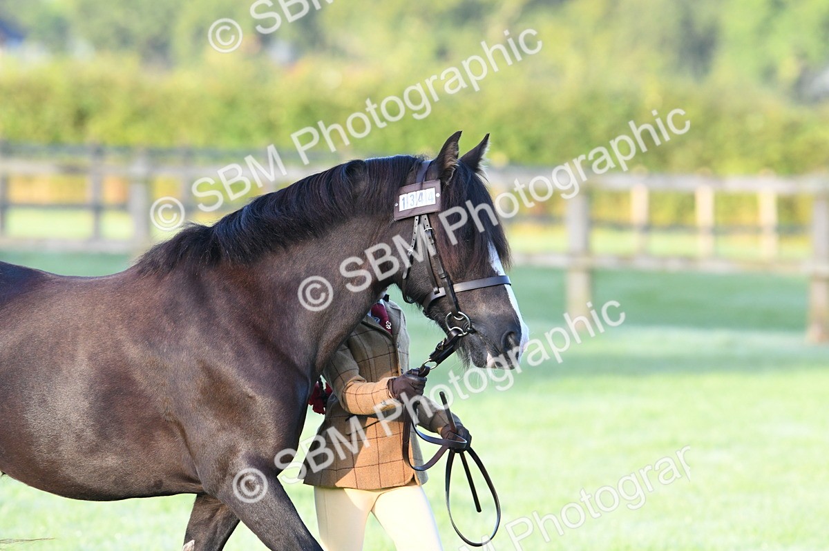 SBM_32425 - S15 - Condition & Turnout In Hand