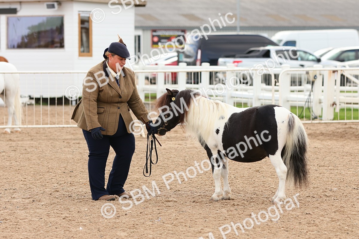 SBM_10325 - Class 206 - IH Non Show Type Pony