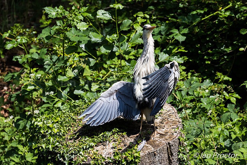 Operatic Heron! - Nature