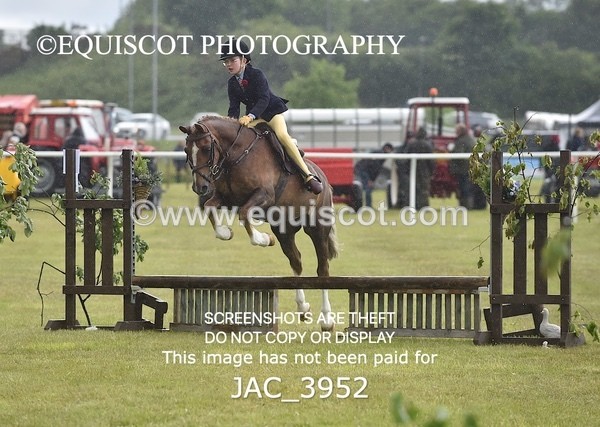 JAC_3952 - 55cm WORKING HUNTER