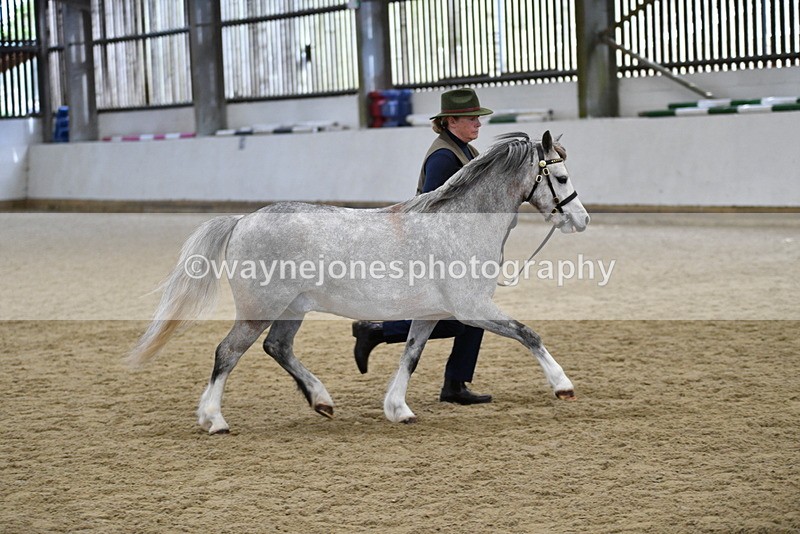 WJ5_5704 - Morning in hand Championship