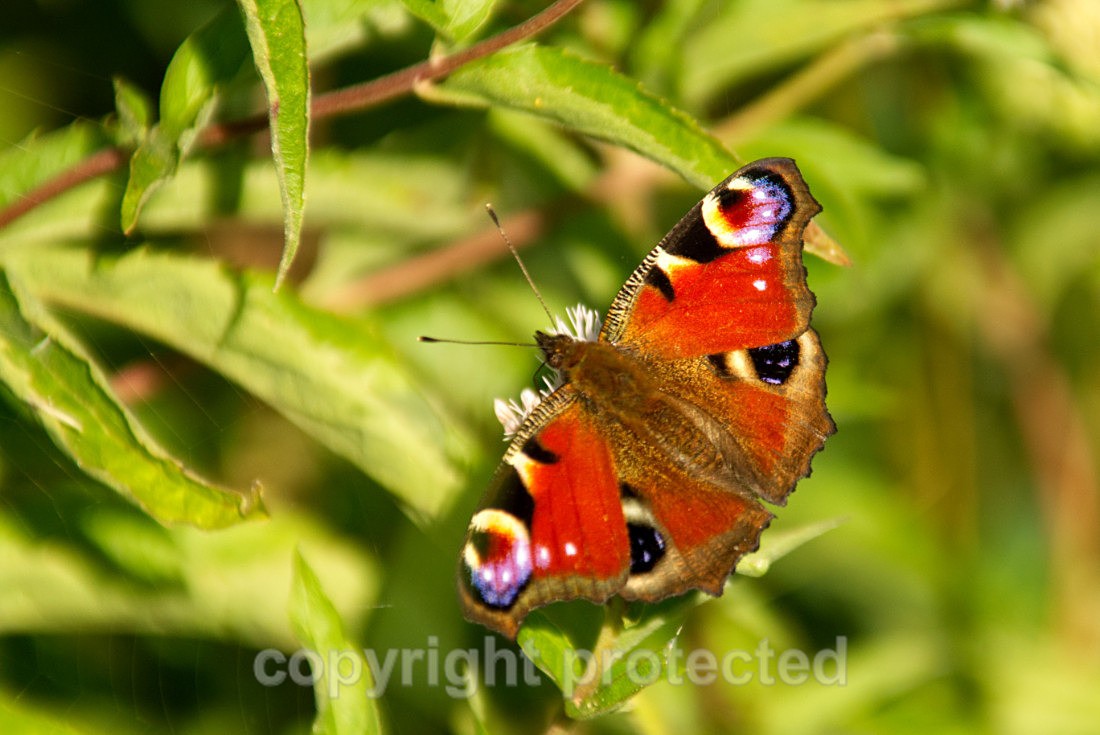 Peacock Butterfly - Hickling Broads - Norfolk - Invertebrates